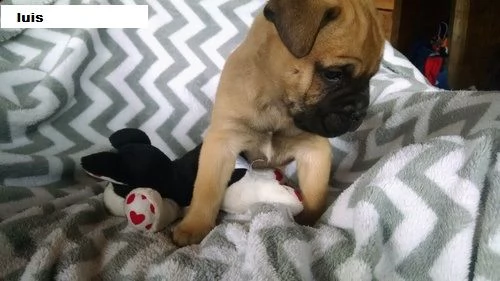 regalo bullmastiff cuccioli