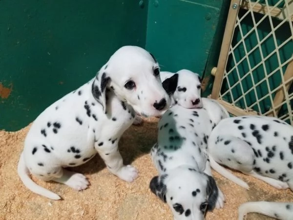 damalta cuccioli per reinserimento