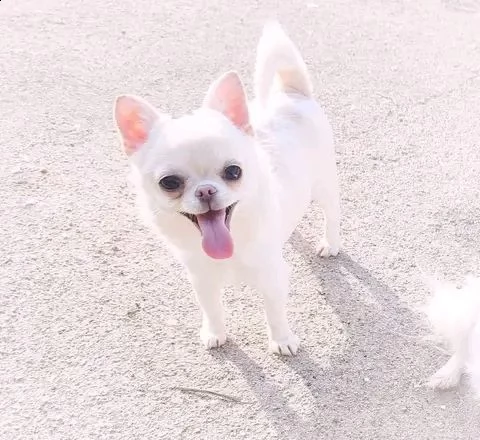 cucciolo di chihuahua bianco sano per il regalo di natale | Foto 1