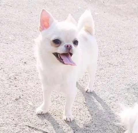 cucciolo di chihuahua bianco sano per il regalo di natale | Foto 0