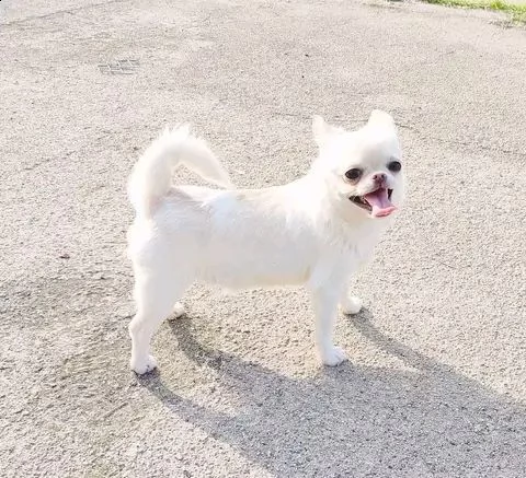 cucciolo di chihuahua bianco sano per il regalo di natale