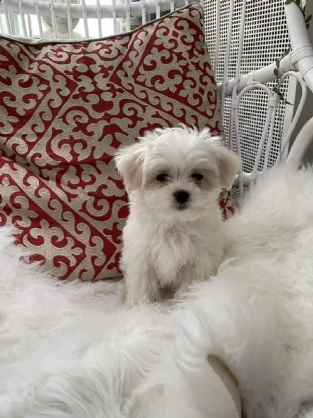  adozione gratuita del cucciolo di spitz maltese