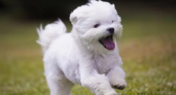  cucciolo maltese da regalare