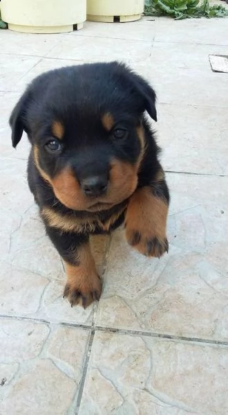 regalo rottweiler cuccioli (maschio e femmina) bellissimo cuccioli di rottweiler (maschio e femmina)