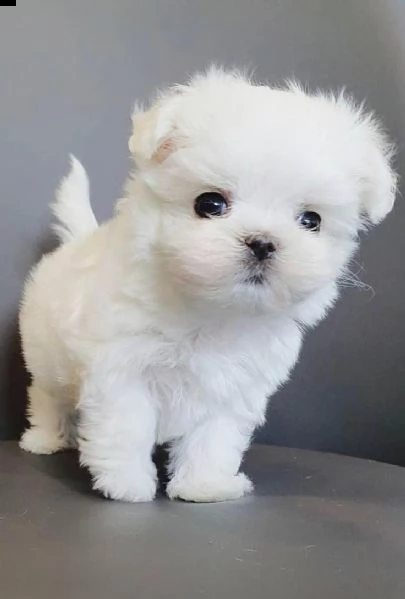  due cuccioli maltesi bianchi in regalo