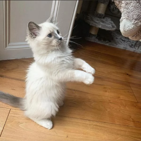 simpatico gattino ragdoll