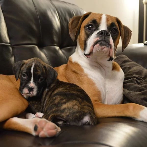 cuccioli di boxer gratuiti