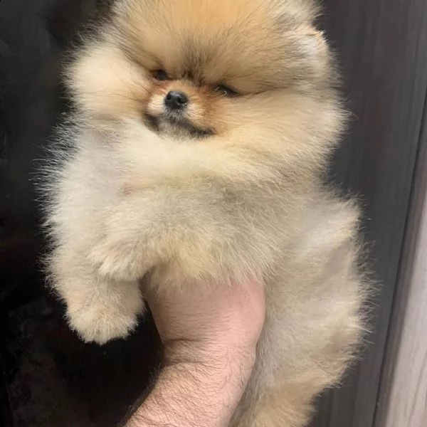 dolci cuccioli di pomerania (+393509706299)