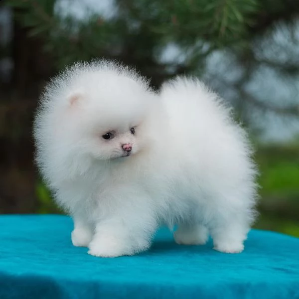 grande cucciolo di pomerania (+393509706299)