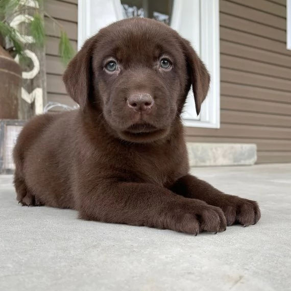 labrador retriever cuccioli per l'adozione bellissima cucciolata cerca nuova famiglia, 4 maschi e 3 