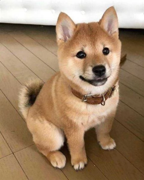 regalo cuccioli shiba inu