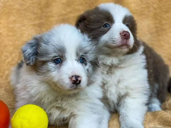 disponibile per la prenotazione a napoli questa bambola di border collie saranno pronti per la nuova