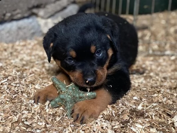 regalo cuccioli dal pelo corto rottweiler 