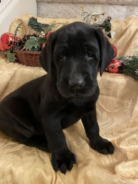 regalo cuccioli labrador .