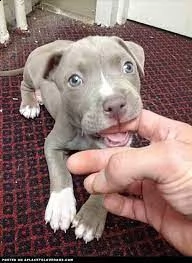 regalo bellissimi maschi e femmine pitbull cuccioli abbiamo disponibili cuccioli di pitbull maschi e