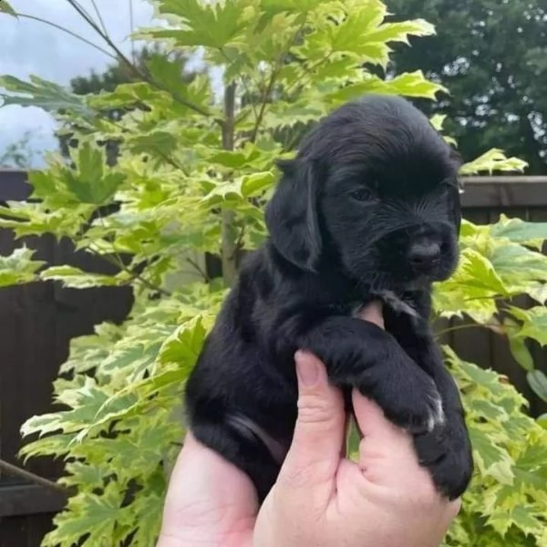 cocker  spaniel 