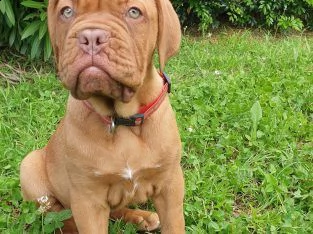 dogue de bordeaux 