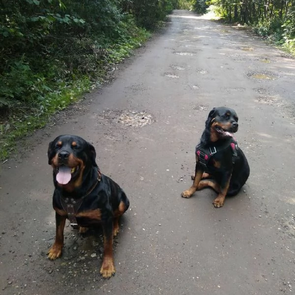 regalo cuccioli rottweiler bellissimi cuccioli di rottweiler di prima scelta in pronta consegna micr