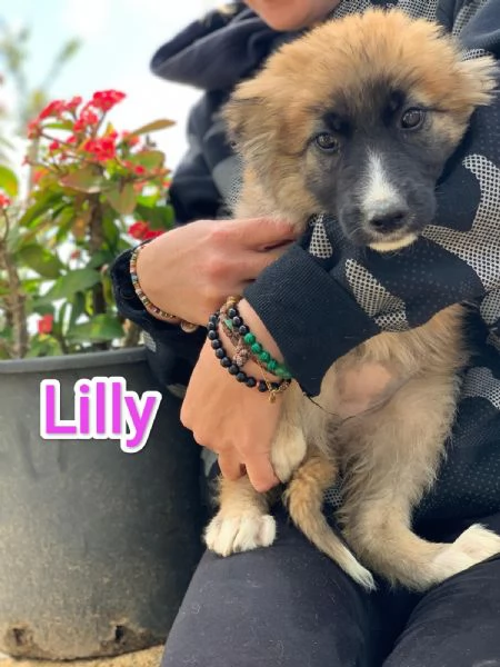 LILLY CERCA CASA IN TUTTA ITALIA!