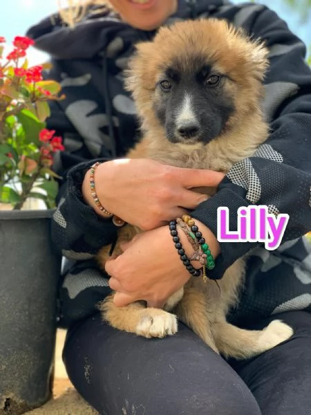 LILLY CERCA CASA IN TUTTA ITALIA! | Foto 3