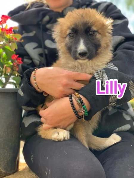 LILLY CERCA CASA IN TUTTA ITALIA! | Foto 2