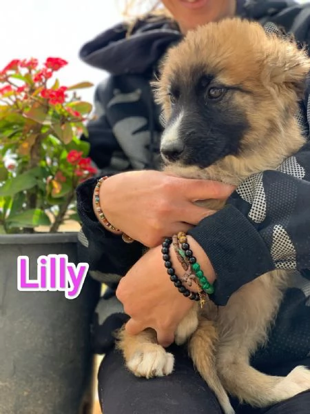 LILLY CERCA CASA IN TUTTA ITALIA! | Foto 1