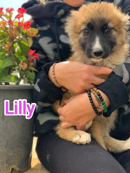 LILLY CERCA CASA IN TUTTA ITALIA! | Foto 0