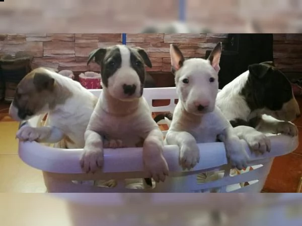 adorabili cuccioli di bull terrier in regalo