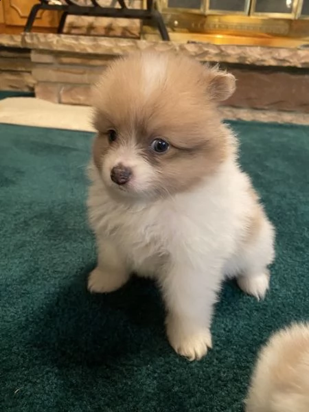 regalo pomerania cuccioli (maschio e femmina) 