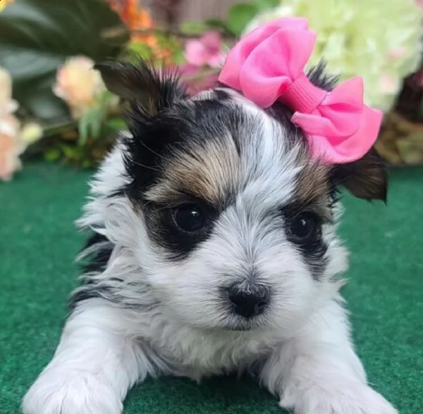 regalo bellissimi cuccioli allevati shih-tzu, colore bianco e nero.