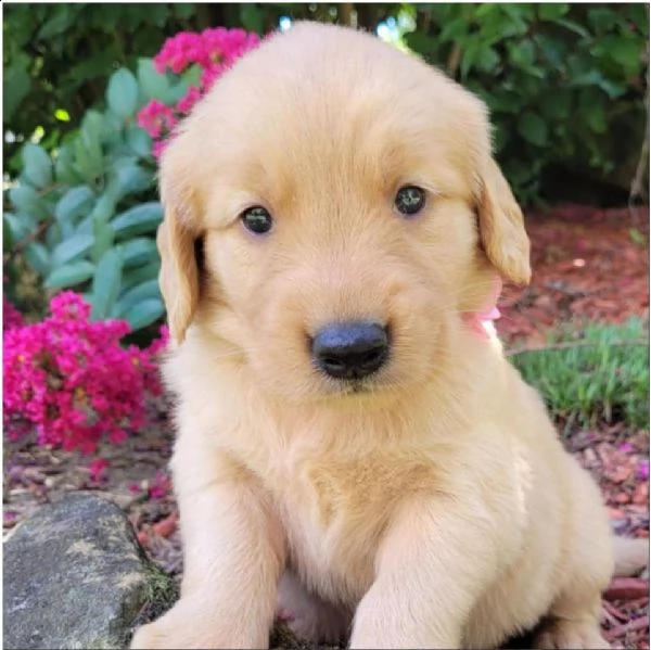 regalo cuccioli di golden retriver