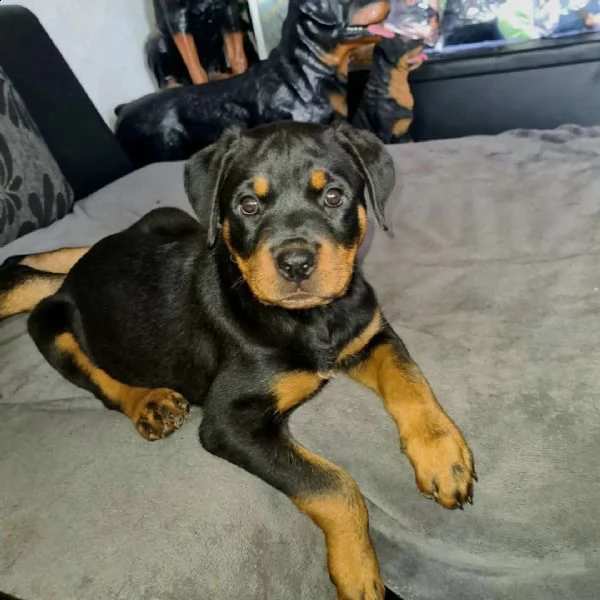 regalo cuccioli rottweiler bellissimi cuccioli di rottweiler di prima scelta in pronta consegna micr