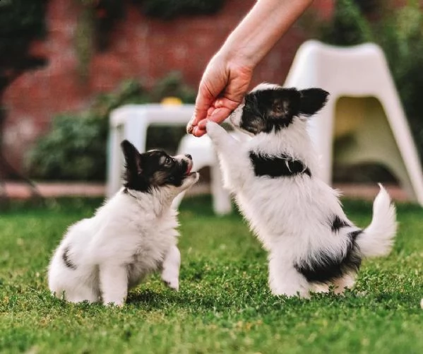 regalo piccoli cuccioli di papillon, i cuccioli verranno consegnati con microchip vaccini sverminazi