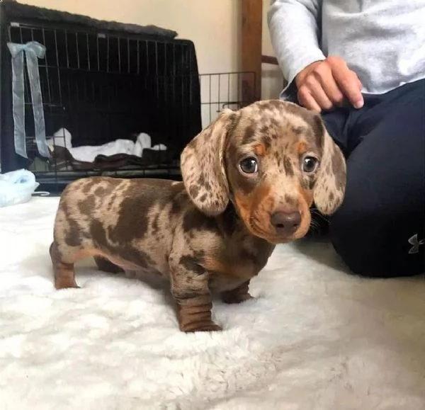   regalo adorabili cuccioli  bassotto femminucce e maschietti