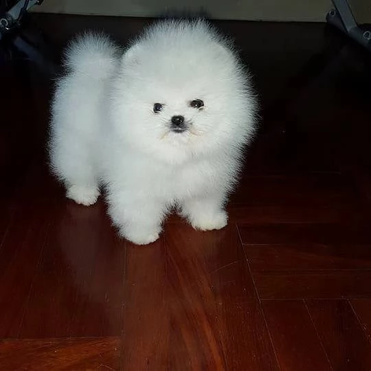 regalo cuccioli di volpino di pomerania..