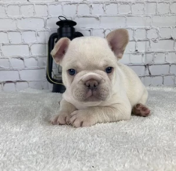 cuccioli di bulldog francese per l'adozione