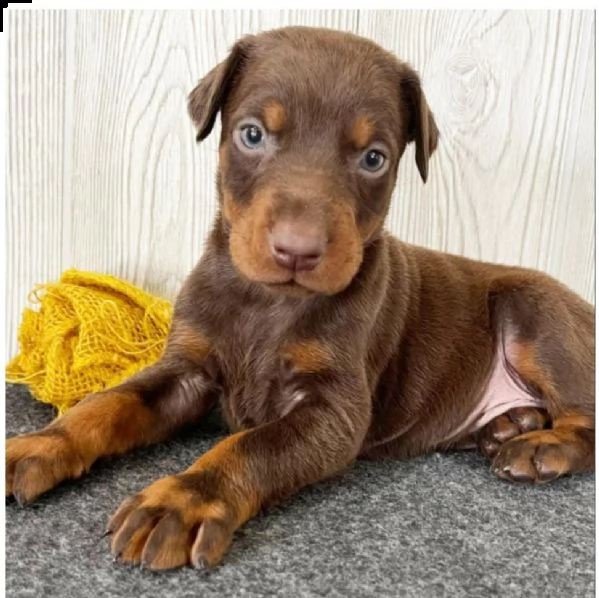 regalo adorabili cuccioli dobermann femminucce e maschietti disponibili,.,