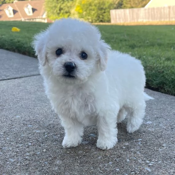 regalo dolci cuccioli bichon frise per l'adozione,.,