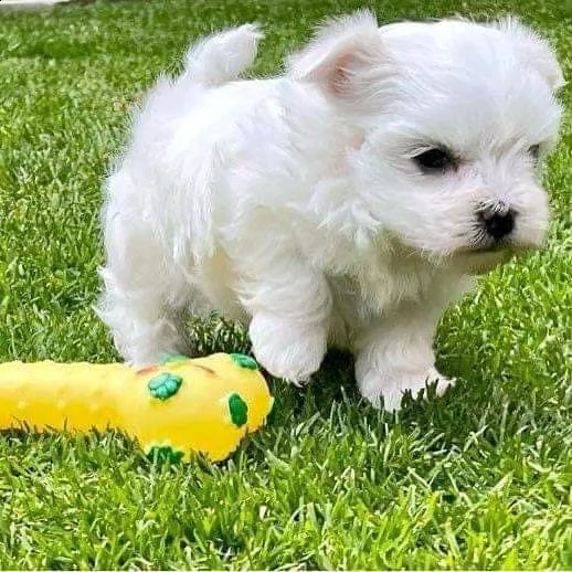 due cuccioli di maltese bianchi