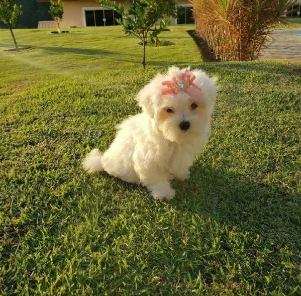 regalo maltese cuccioli meravigliosi ! 