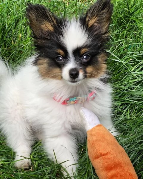 cucciolo di papillon, tenerissimo, molto intrigante e buonissimo, 70 giorni, maschio e femmina, otti