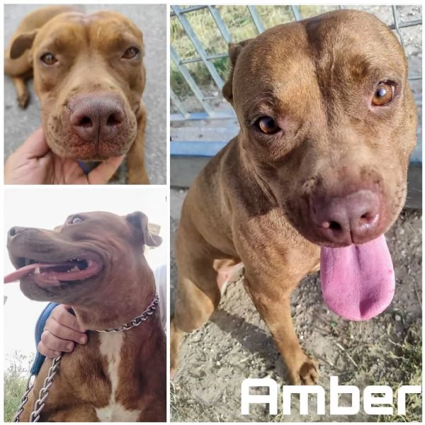 Amber bellissima Pitt red nose in adozione cerca casa  | Foto 6