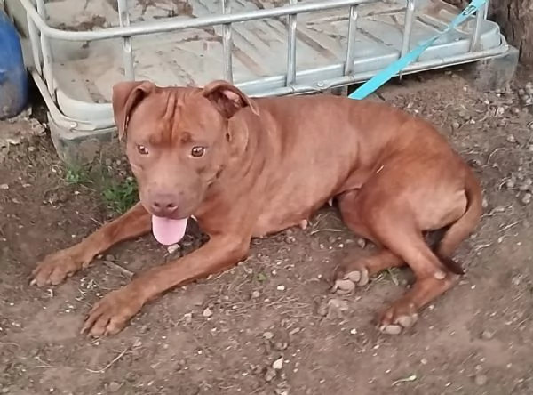 Amber bellissima Pitt red nose in adozione cerca casa  | Foto 3