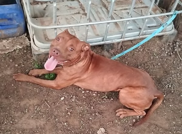 Amber bellissima Pitt red nose in adozione cerca casa  | Foto 2