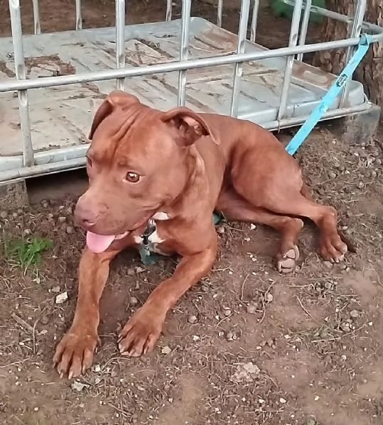 Amber bellissima Pitt red nose in adozione cerca casa  | Foto 1