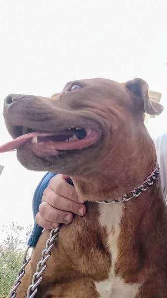 Amber bellissima Pitt red nose in adozione cerca casa  | Foto 0