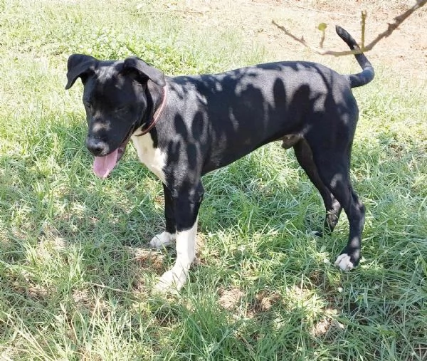 Cucciolone in adozione cerca casa  | Foto 5