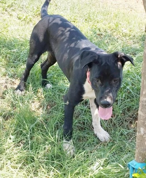 Cucciolone in adozione cerca casa  | Foto 2