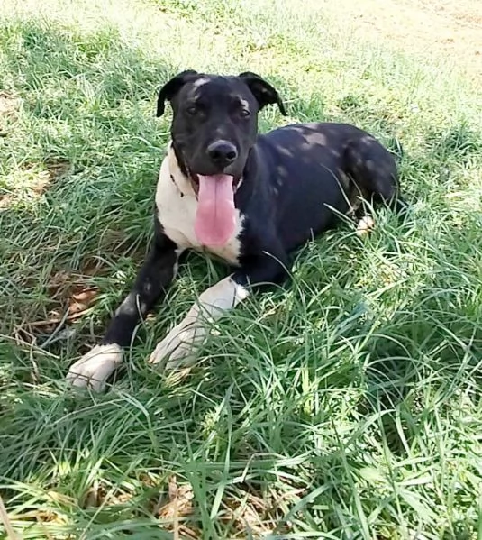 Cucciolone in adozione cerca casa  | Foto 1