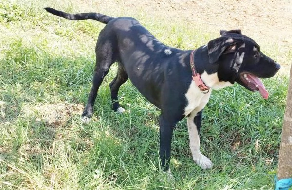 Cucciolone in adozione cerca casa  | Foto 0